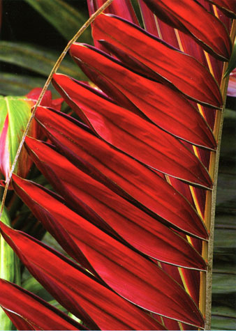 red palm cover