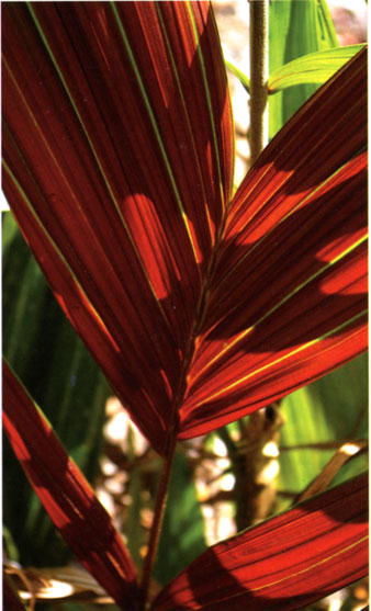 red palm p140